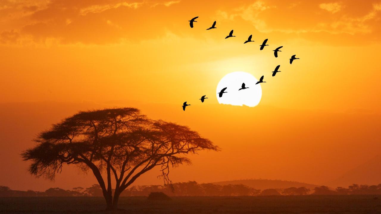 Flock of birds flying at suset