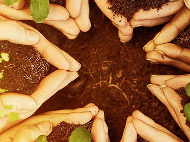 A group of hands in the soil with small plants, illustrating cultivation and growth.