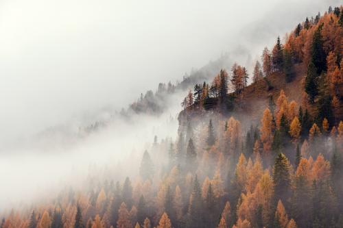 Mountain trees rising out of the mist